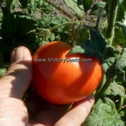 Dwarf Strawberry Lemonade Tomato