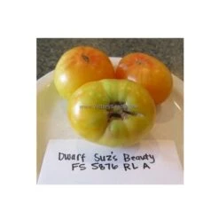 Dwarf Suz's Beauty Tomato