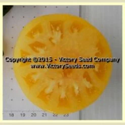 Dwarf Sweet Sue Tomato