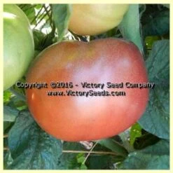 Dwarf Wild Spudleaf Tomato