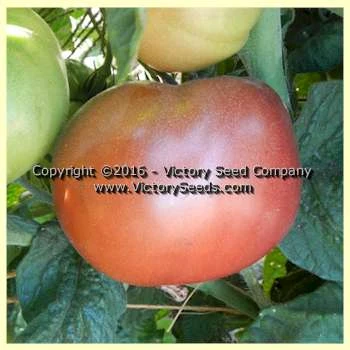 Dwarf Wild Spudleaf Tomato