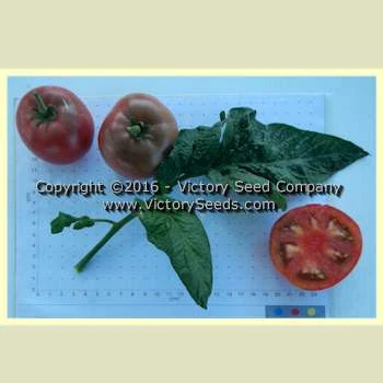 Dwarf Wild Spudleaf Tomato - Image 2