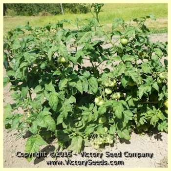 Dwarf Wild Spudleaf Tomato - Image 4