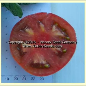 Dwarf Wild Spudleaf Tomato - Image 3