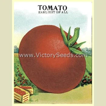 VR Earliest Of All Tomato - Image 6