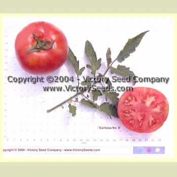 Earliosa No 6 Tomato
