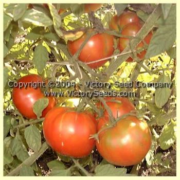 Earliosa No 6 Tomato - Image 3