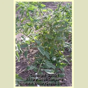 Earliosa No 6 Tomato - Image 4