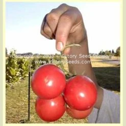 Early Detroit Tomato