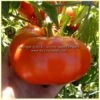 Early Santa Clara Canner Tomato