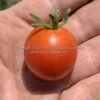 Farthest North Tomato