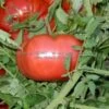 Ferris Wheel Tomato