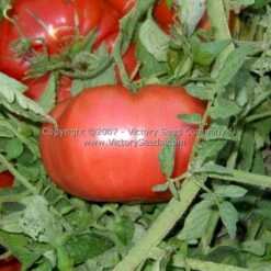 Ferris Wheel Tomato