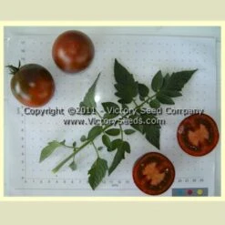 Fioletovyi Kruglyi Tomato