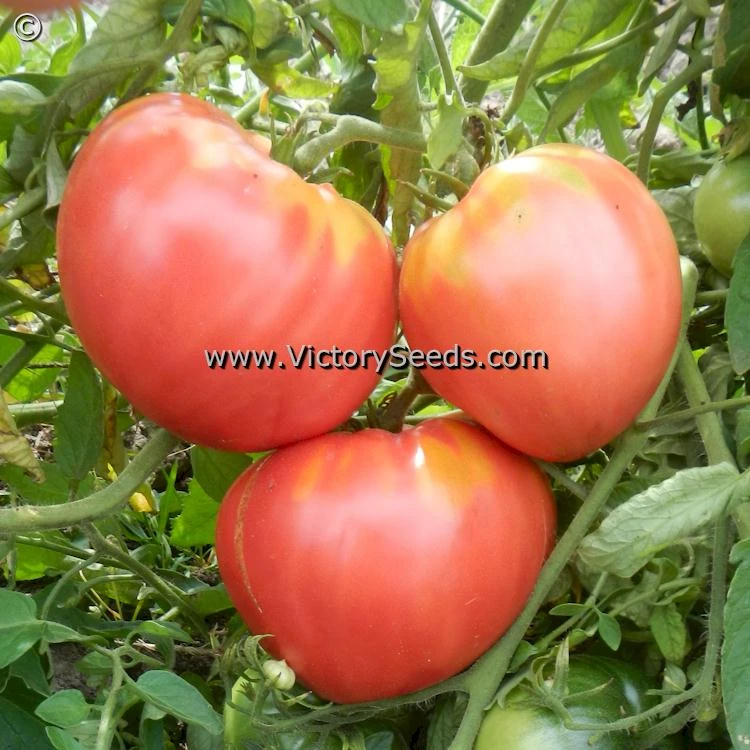 Fish Lake Oxheart Tomato