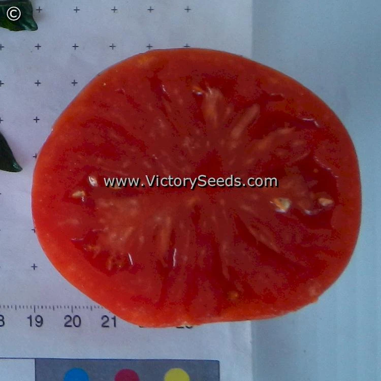 Fish Lake Oxheart Tomato - Image 2