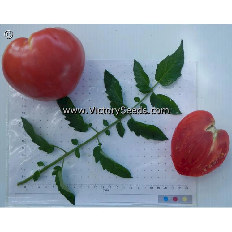 Fish Lake Oxheart Tomato - Image 5