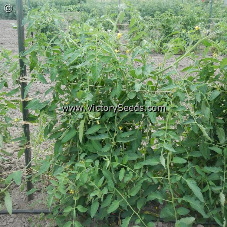 Fish Lake Oxheart Tomato - Image 3