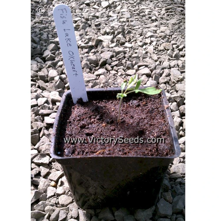 Fish Lake Oxheart Tomato - Image 6