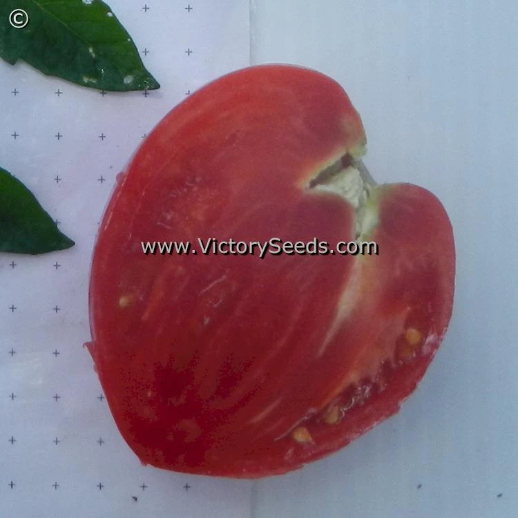 Fish Lake Oxheart Tomato - Image 4