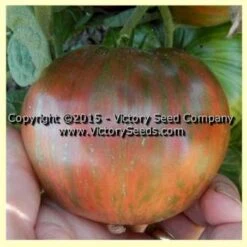 Fred's Tie Dye Tomato