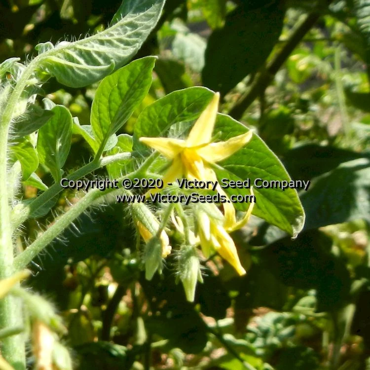 Galina Tomato - Image 4