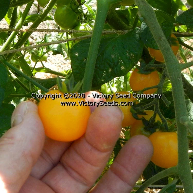 Galina Tomato - Image 3