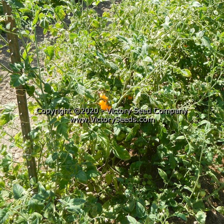 Galina Tomato - Image 2