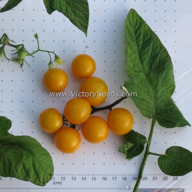 Galina Tomato - Image 5