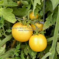 Garden Peach Tomato
