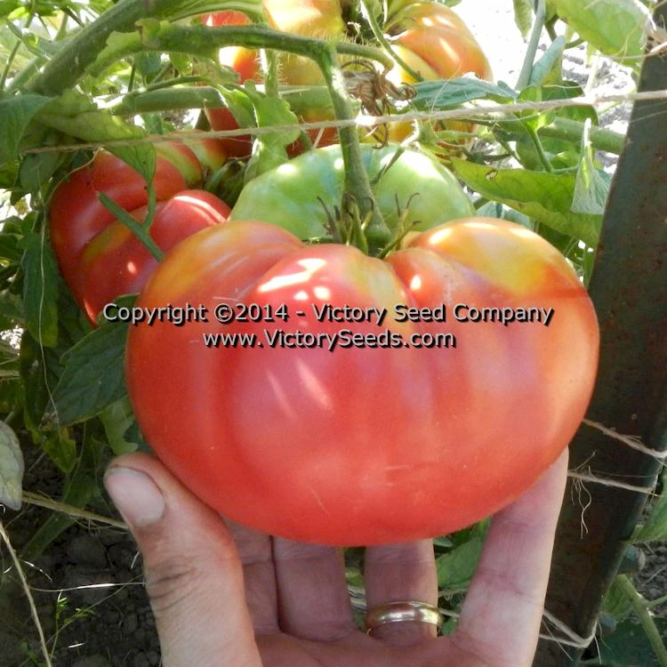 Garrison Tomato