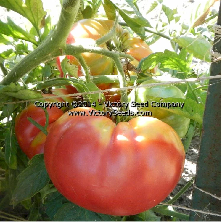 Garrison Tomato - Image 3