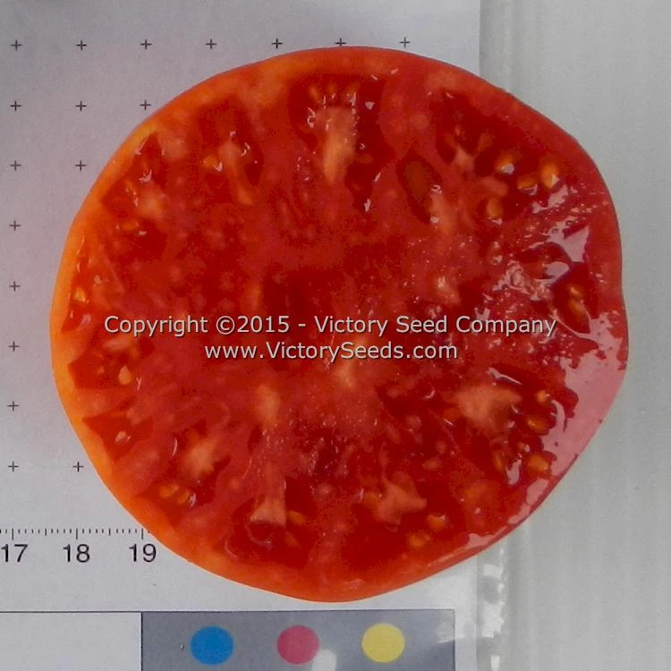 Garrison Tomato - Image 2