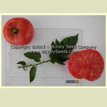 Anna's Kentucky Tomato - Image 5