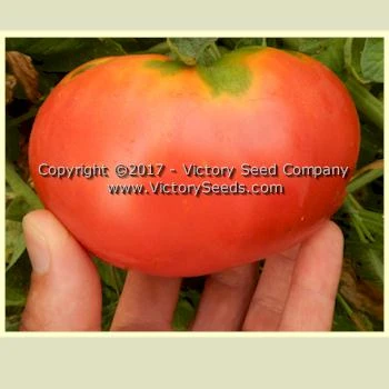 Anna's Kentucky Tomato