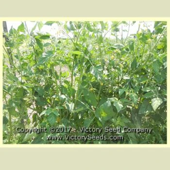 Anna's Kentucky Tomato - Image 3