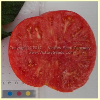 Anna's Kentucky Tomato - Image 2