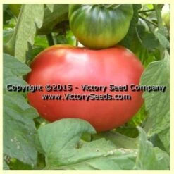 Giant Belgium Tomato