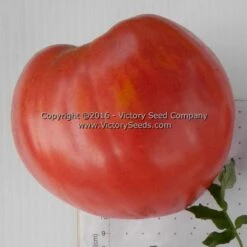 Giant Heart Climber Tomato