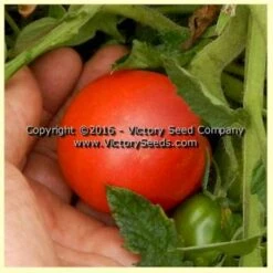 Gill's Red Heart Tomato