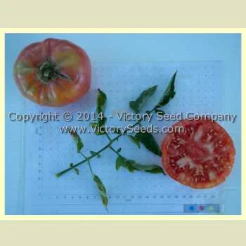 Giroc Tomato - Image 3