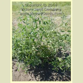 Giroc Tomato - Image 2