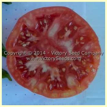 Giroc Tomato - Image 4