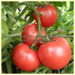 Glovel Tomato
