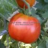 Gogoshary Tomato