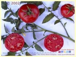 Greater Baltimore Tomato