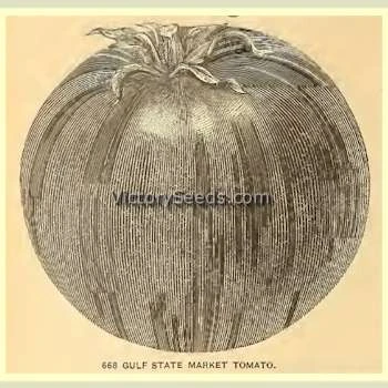 Gulf State Market (Livingston's Strain) Tomato - Image 5