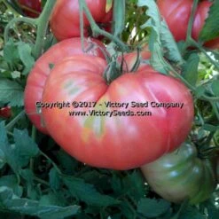 Halladay's Mortgage Lifter Tomato