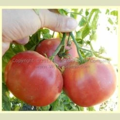 Hege German Pink Tomato