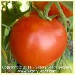 Herman's Special Tomato